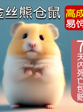 家养金丝熊小仓鼠宠物活物可爱鼠类活体小型活宠布丁银狐三线米熊