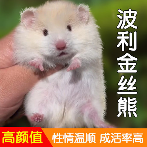 蜜波利金丝熊仓鼠活物大只长毛