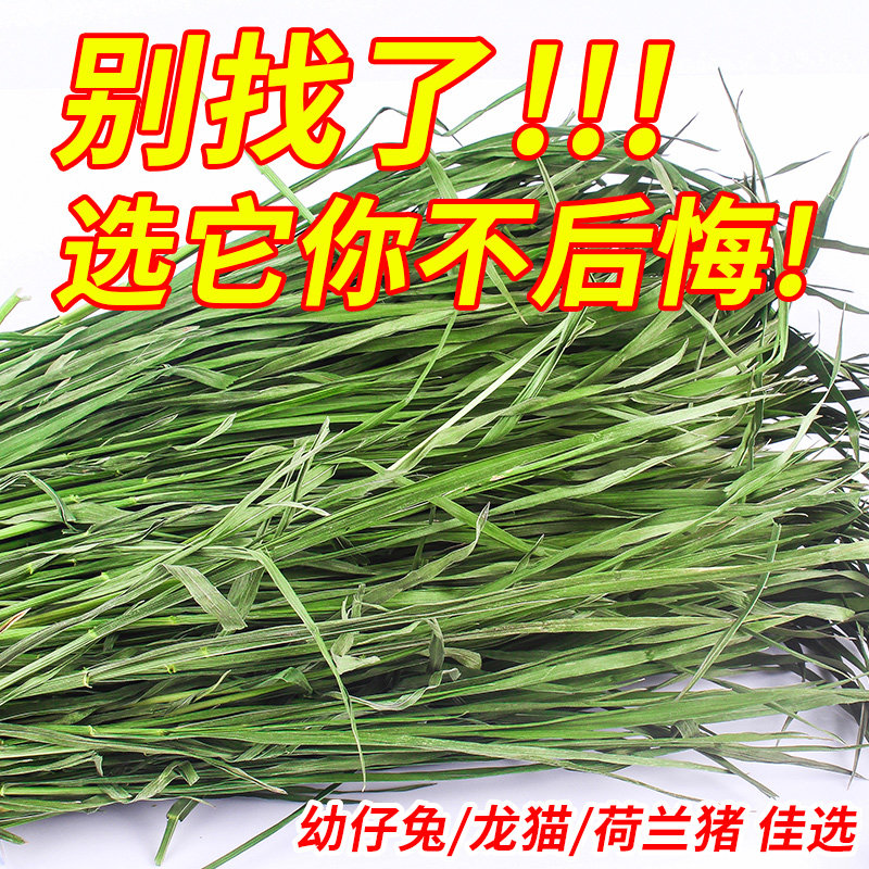 烘干提摩西草新鲜提木西荷兰猪龙猫兔子吃的干草兔粮饲料牧草南食