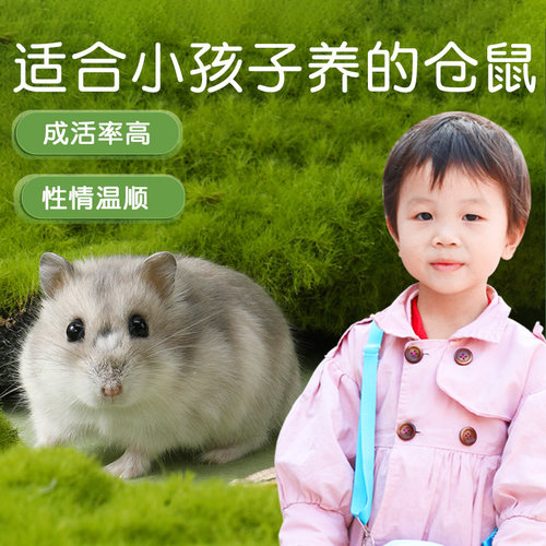 宠物适合小孩子养的仓鼠活物
