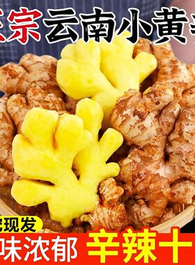 当季新鲜云南小黄姜老姜土姜高原山地小黄姜生姜调味姜现挖调味用