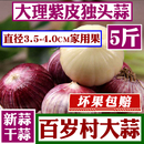 云南紫皮大蒜大理紫皮蒜独头蒜5斤2025年农家大蒜头红皮干蒜大果