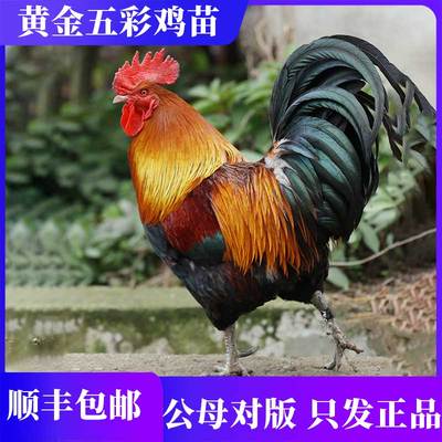 黄金五彩大公鸡活苗顺丰送到家