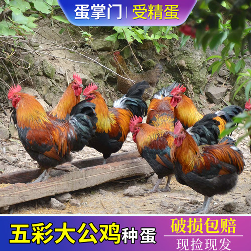 土鸡种蛋受精蛋可孵化红五彩大公鸡云贵川青脚红瑶鸡受精蛋孵化卵