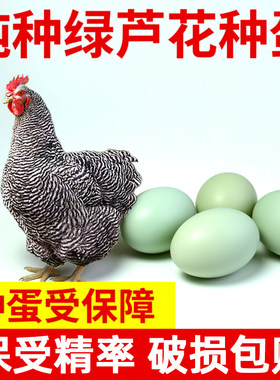 汶上芦花鸡种蛋受精蛋可孵化小鸡绿壳芦花鸡纯种鸡蛋受精蛋种蛋