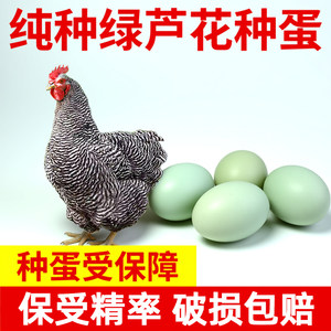 纯种绿壳芦花鸡种蛋受精蛋可孵化小鸡汶上芦花鸡白芦花鸡受精种蛋