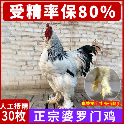 正宗婆罗门鸡种蛋受精蛋可孵化大种梵天鸡观赏鸡婆罗门受精鸡蛋