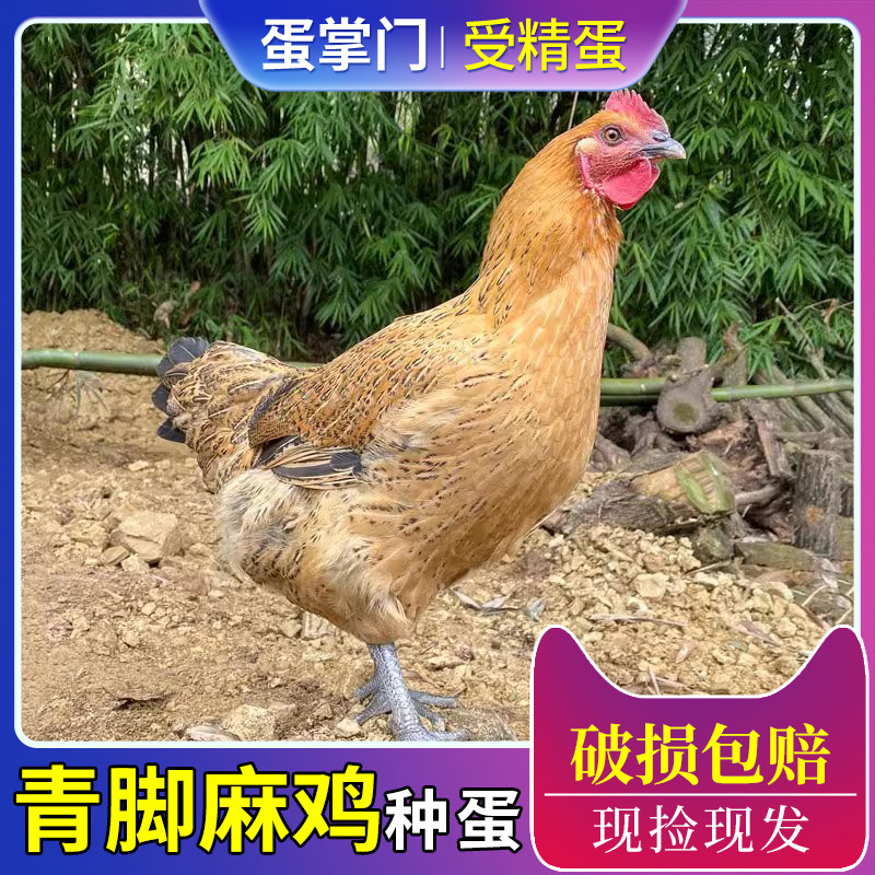 快大型青脚麻鸡种蛋受精蛋可孵化小鸡苗k901红瑶土鸡种蛋量大优惠