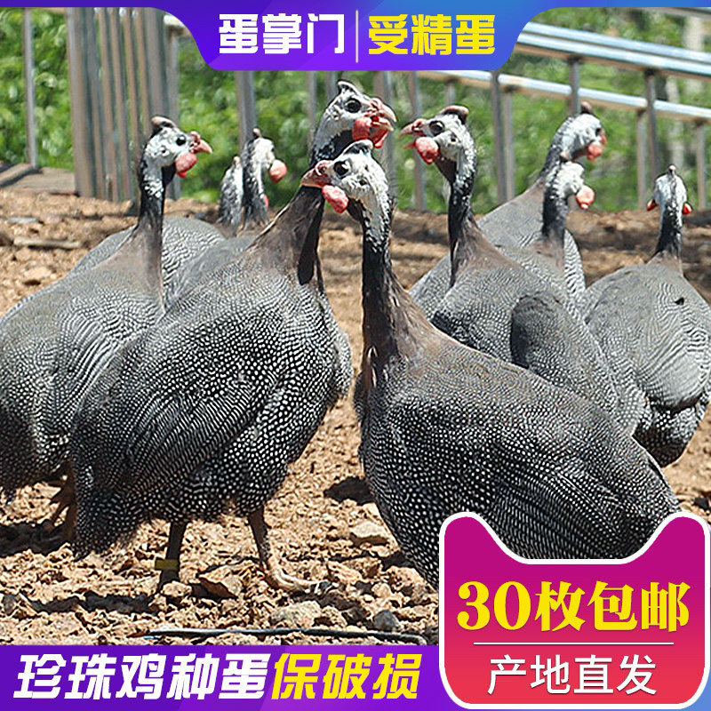 鸡珍珠种蛋受精蛋可孵化纯种珍珠鸡几内亚鸟观赏鸡蛋种蛋可孵化