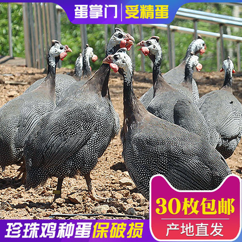 鸡珍珠种蛋受精蛋可孵化纯种珍珠鸡几内亚鸟观赏鸡蛋种蛋可孵化