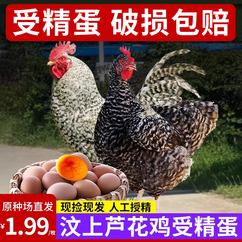 汶上芦花鸡种蛋受精蛋可孵化小鸡高产珍禽快大土山鸡种蛋受精蛋鸡