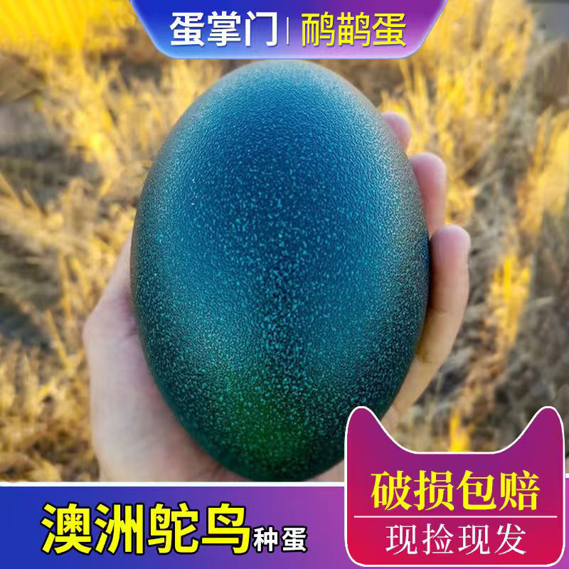 澳洲鸸鹋食用鸵鸟蛋送礼澳洲鸵鸟蛋鸸鹋蛋鸵鸟蛋种蛋受精蛋可孵化,水产肉类/新鲜蔬果/熟食,其它,淘宝优惠券,粉丝福利购,淘宝优惠卷