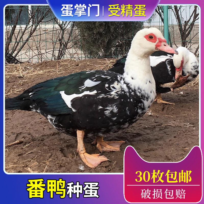 红嘴番鸭非洲雁种蛋受精蛋可孵化洋鸭子箭鸭比麻鸭种蛋好吃养殖场