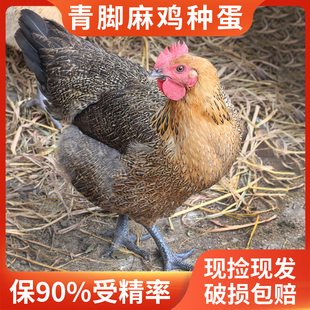 种蛋受精蛋可孵化快大土鸡青脚麻鸡九斤红瑶肉鸡种蛋鸡苗专业批发