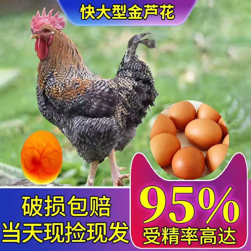 金芦花鸡种蛋受精蛋可孵化种蛋受精鸡蛋纯土鸡种蛋孵小鸡的蛋包邮,畜牧/养殖物资,鸡苗/种鸡/种蛋/受精蛋,淘宝优惠券,粉丝福利购,淘宝优惠卷