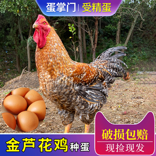 快大型金芦花鸡种蛋受精蛋可孵化小鸡特大种芦花鸡肉鸡种蛋受精蛋
