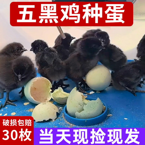 五黑鸡蛋种蛋受精蛋纯种绿壳鸡蛋可孵化小鸡五黑一绿鸡乌骨鸡种蛋