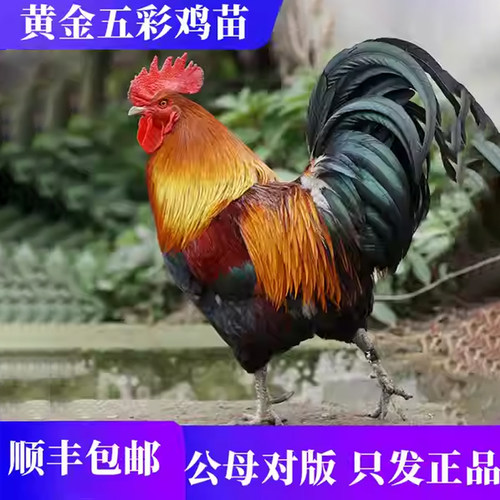 黄金五彩山鸡脱温活苗观赏鸡五彩大公鸡活苗红腹锦鸡怒晴七彩公鸡