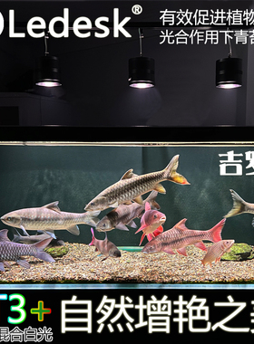 乐迪吉罗王灯100w全光谱增色显色爆藻灯 原生鱼溪流缸植物生长灯