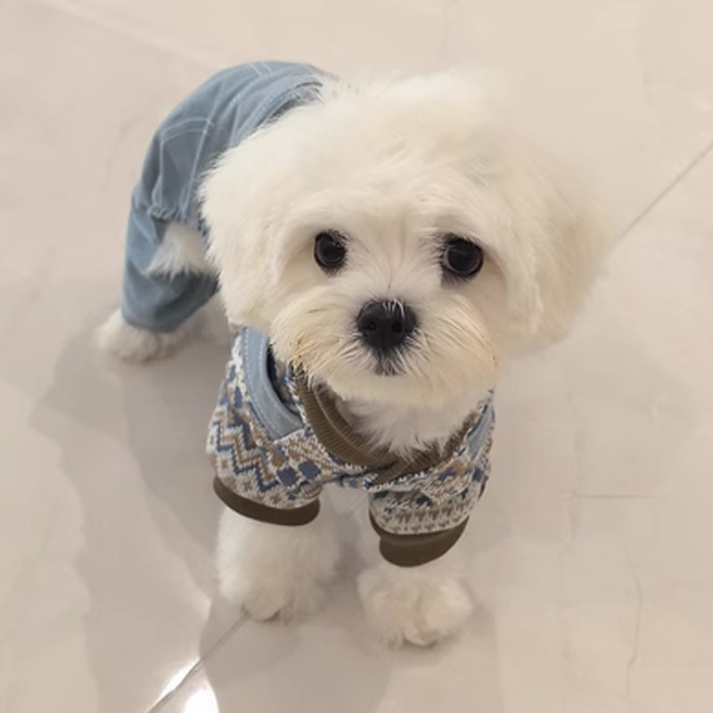 狗狗背带裤秋冬衣服四脚衣可牵引