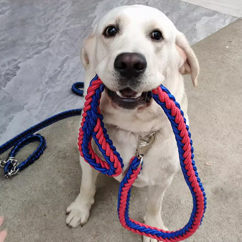 狗狗p绳小型犬防爆冲一体式p链大型犬牵狗绳防挣脱拉布拉多高颜值
