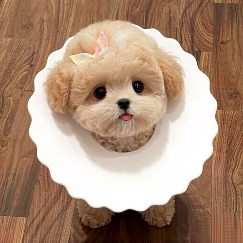 伊丽莎白圈防舔狗狗小型犬舒适圈防舔头套宠物圈宠物用品术后泰迪