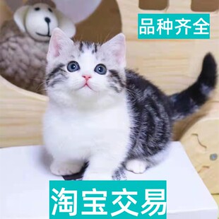 烟台本地猫舍出售美短加白起司矮脚银渐层曼基康拿破仑暹罗幼猫咪