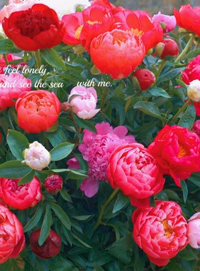 flower seed Peony seeds rose Sunflower heronsbill carnation