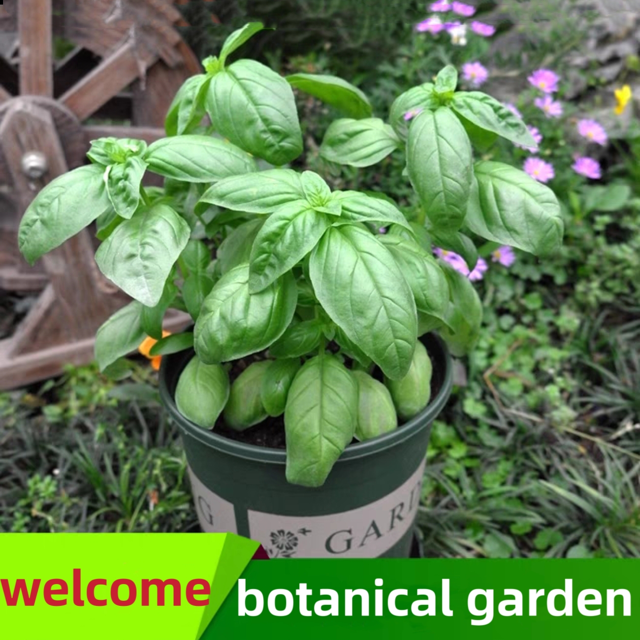 basil plants herbs mint rosemary thyme, spices Edible plant 鲜花速递/花卉仿真/绿植园艺 绿植 原图主图