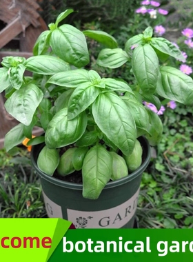 basil plants herbs mint rosemary thyme, spices Edible plant