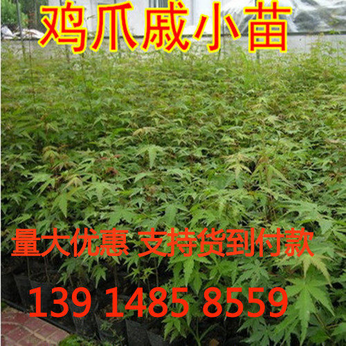 青枫树苗青枫小苗鸡爪槭树苗青枫枫树/槭树