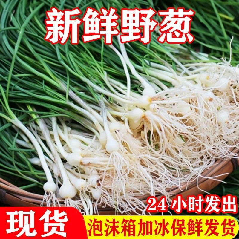 四川新鲜野葱野果小根蒜胡葱野生葱百香葱苦藠头薤白可做种苗