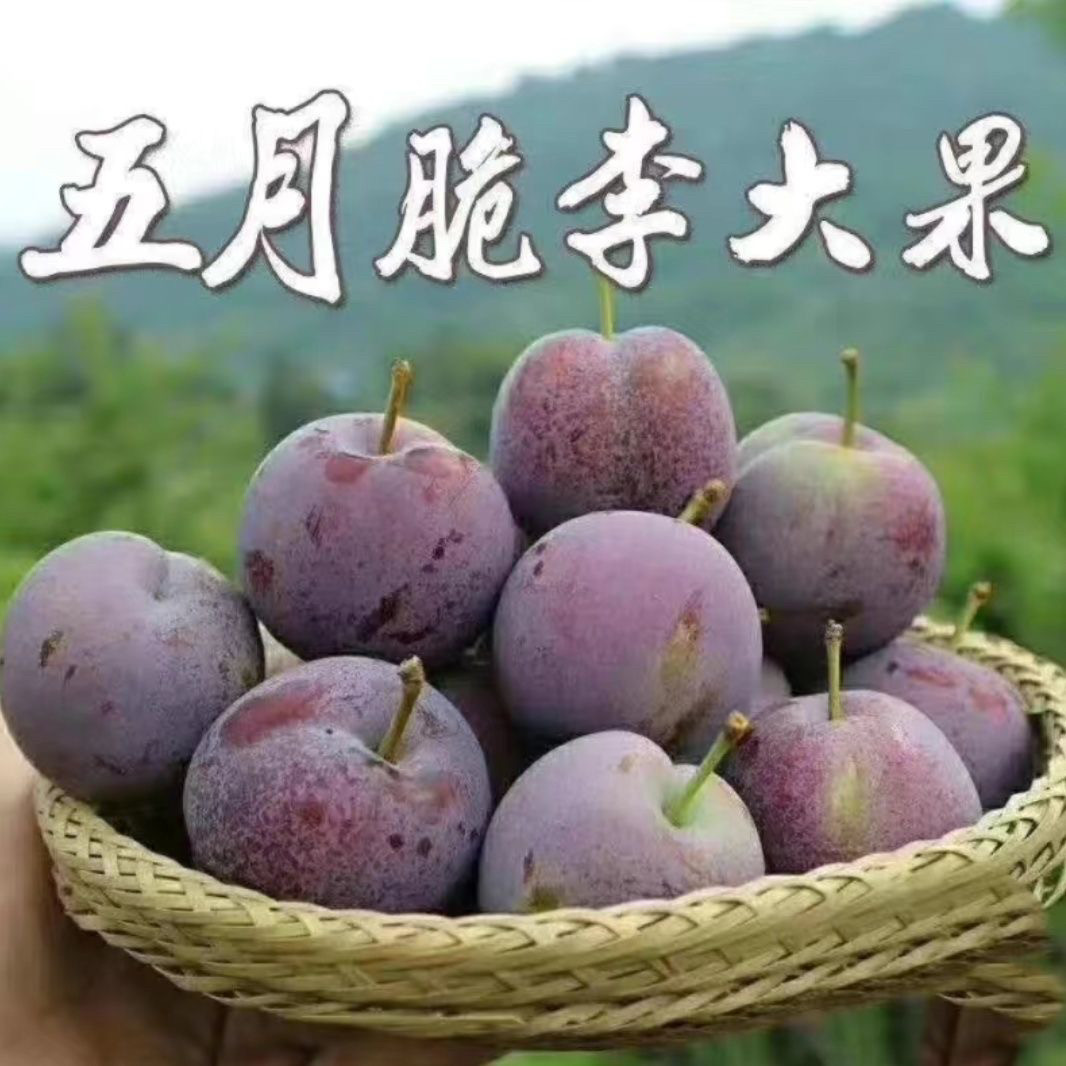 正宗平武高山西新鲜水果当季脆红李现摘孕妇酸甜李子冰糖脱骨李