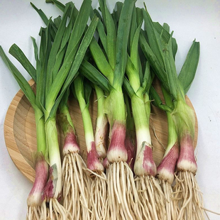 大蒜苗四川蒜苗霜打农家新鲜露天紫皮香蒜红皮青蒜特产当季蔬菜