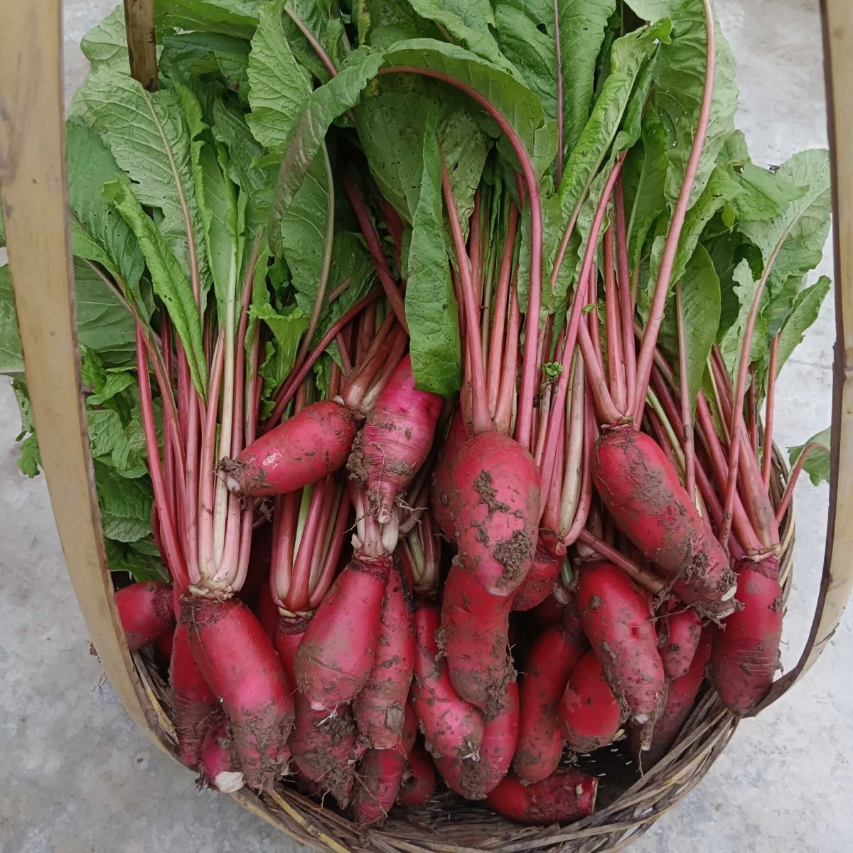 红皮白心红萝卜带叶重四川农家菜泡菜素材可腌制胭脂水萝卜,水产肉类/新鲜蔬果/熟食,萝卜/胡萝卜,淘宝优惠券,粉丝福利购,淘宝优惠卷