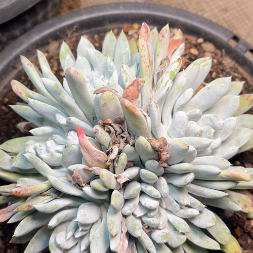 苹果拇指多头80877