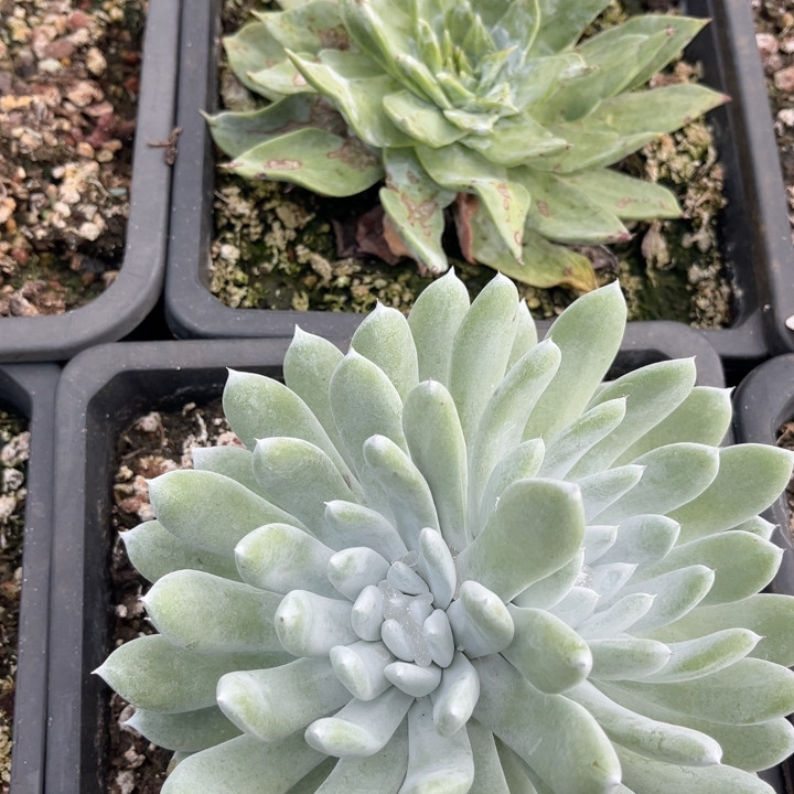 评论拇指多头90093多肉植物