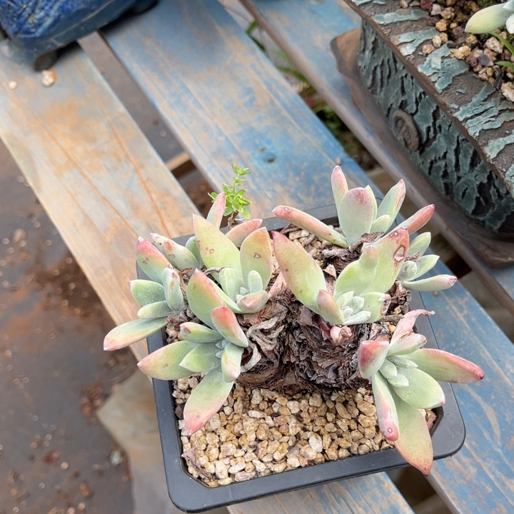 贝拉多头苹果叶多肉植物