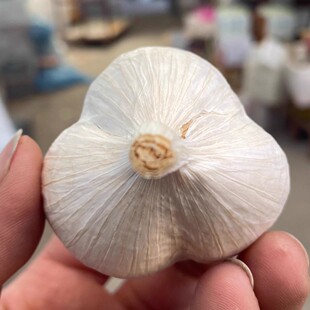 两三瓣2025苍山两三瓣山东新干蒜蒜香味浓蒜香浓郁