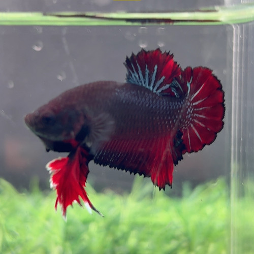548地狱火手捧花孤品