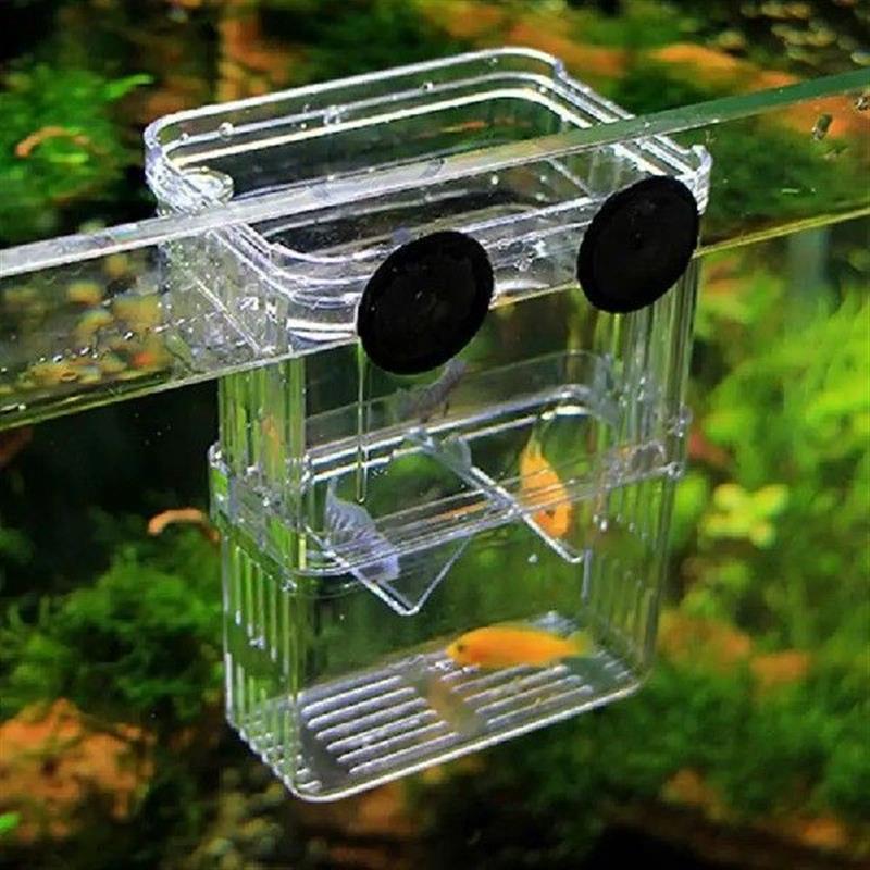 AquariumFishSpyBreed