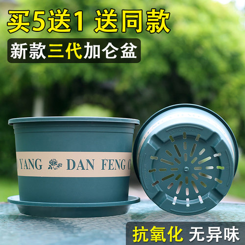 【买5送1】三代矮胖加仑绿萝月季