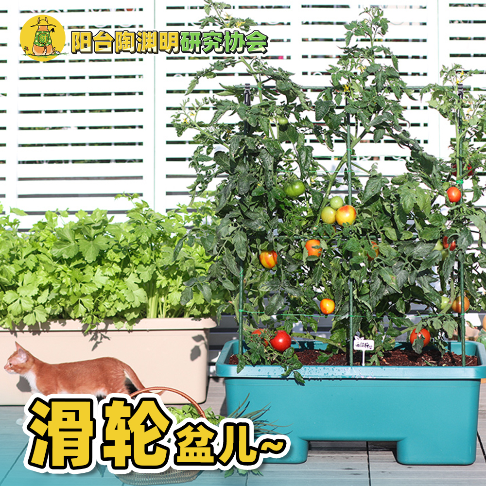 【阳台陶渊明】番茄瓜果种植盆！