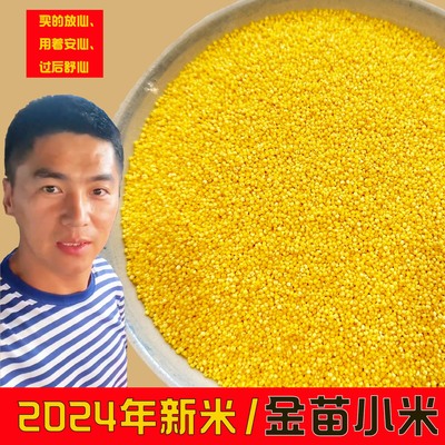 黄小米新米米油丰厚月子米