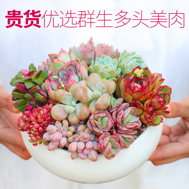 多肉植物种植肉肉植物绿植花卉盆栽多肉植物新款 肉嘟嘟 室内植物