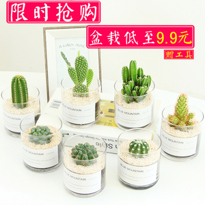 多肉植物仙人掌类小盆栽室内桌面防辐射开花仙人球可爱绿植玉露苗