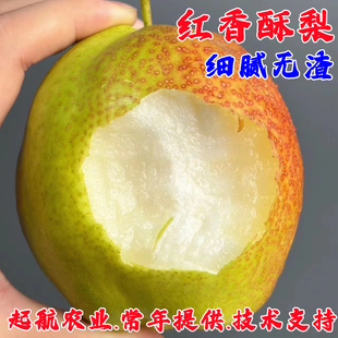 嫁接香梨树媚梨红香酥梨树苗盆栽地栽酥脆梨苗南北方种植当年结果