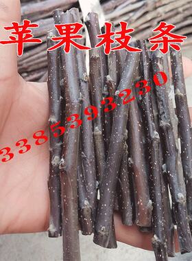扦插嫁接樱桃树苗山楂李子苗嫁接无花果苹果石榴枝条砧木果树柿子