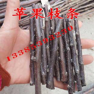 扦插嫁接樱桃树苗山楂李子苗嫁接无花果苹果石榴枝条砧木果树柿子