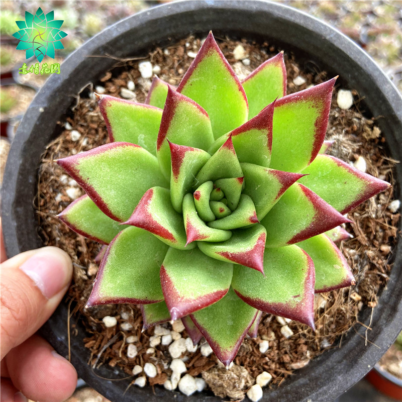 口红 多肉植物 冬云系肉肉 新手多肉 超萌肉肉 室内花卉 组合盆栽